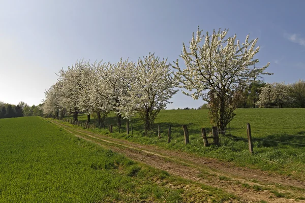 Foothpath with cherry trees in Hagen, Németország — Stock Fotó