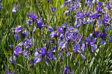 Iris sibirica, Sibirische Schwertlilie (Sibirian Iris)