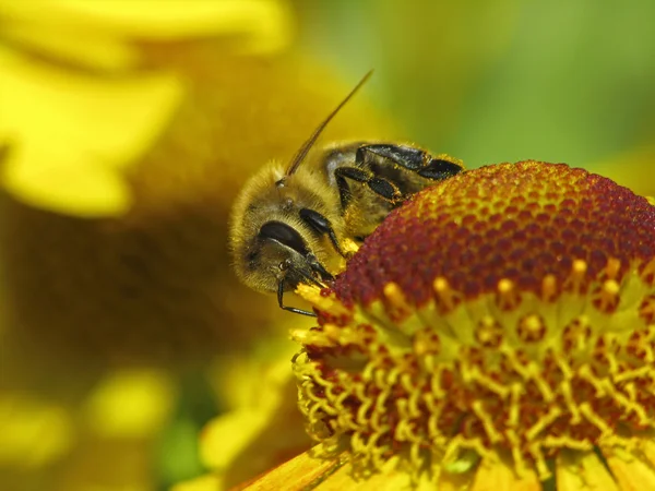 Mehiläinen - Honigbiene (Apis mellifica) auf Helenium-Hybride — kuvapankkivalokuva