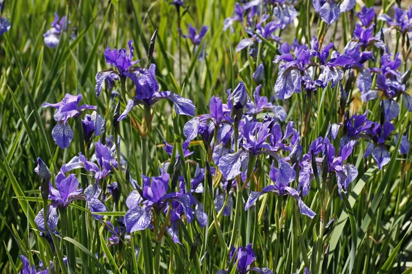 Iris sibirica, Sibirische Schwertlilie (Íris Sibiriana ) — Fotografia de Stock