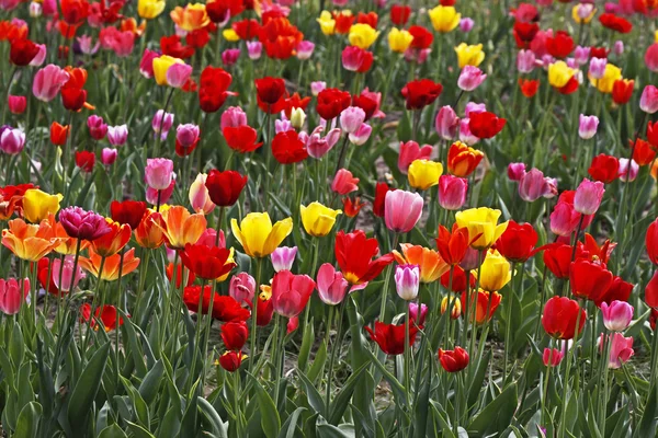 Tulipánové pole v Dolním Sasku, Německo — Stock fotografie