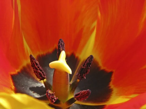 Tulip detail - Tulpenkelch — Stock Photo, Image