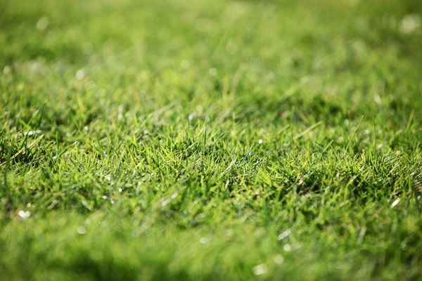 Yeşil çim - arka plan dokusu — Stok fotoğraf