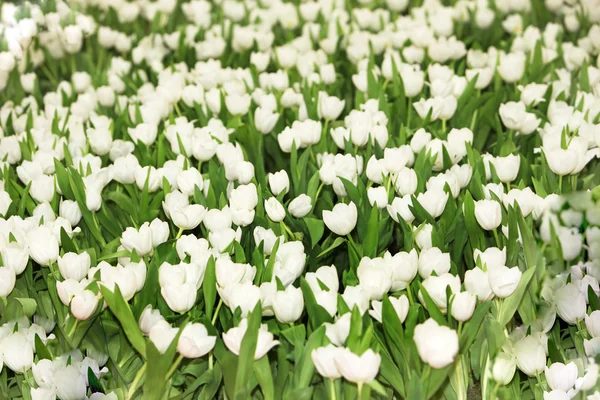 Tulpenfeld mit weißen Tulpen — Stockfoto