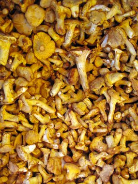 taze Cantharellus cibarius