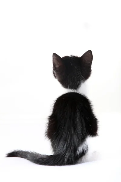 Kattunge från bakom — Stockfoto