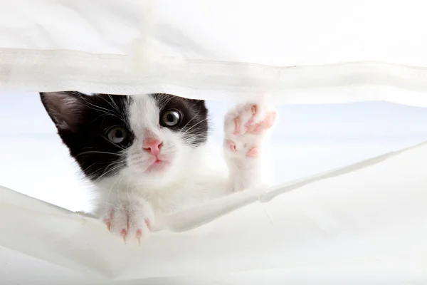 Kitten regarde à travers un rideau — Photo