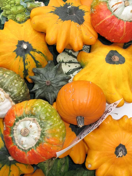Many different pumpkins — Stock Photo, Image