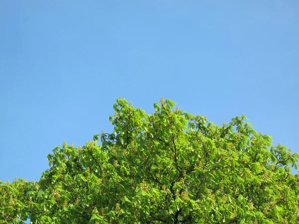 Drzewa i niebo — Zdjęcie stockowe