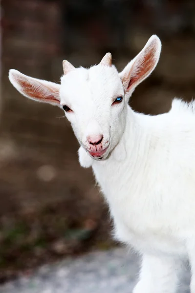 Mavi gözlü keçi — Stok fotoğraf