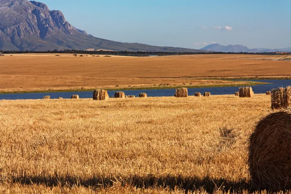 Кукурузное поле с тюками соломы — стоковое фото