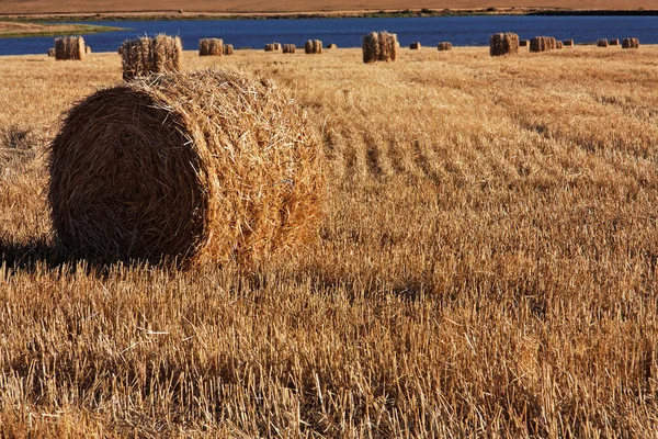 Кукурузное поле с тюками соломы — стоковое фото