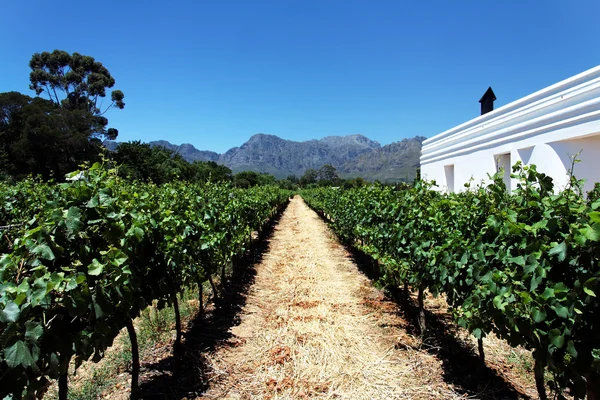 A vineyard / winery — Stock Photo, Image