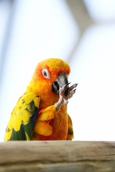 Colorful parrot — Stock Photo, Image
