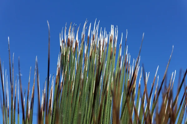 Hojas de hierba marina contra un cielo azul —  Fotos de Stock
