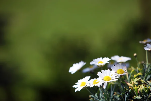 Çiçekli yeşil arkaplan — Stok fotoğraf