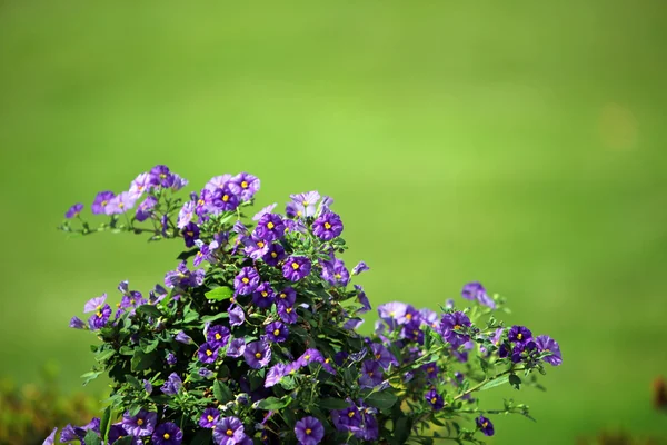 Groene achtergrond met lila bloem — Stockfoto