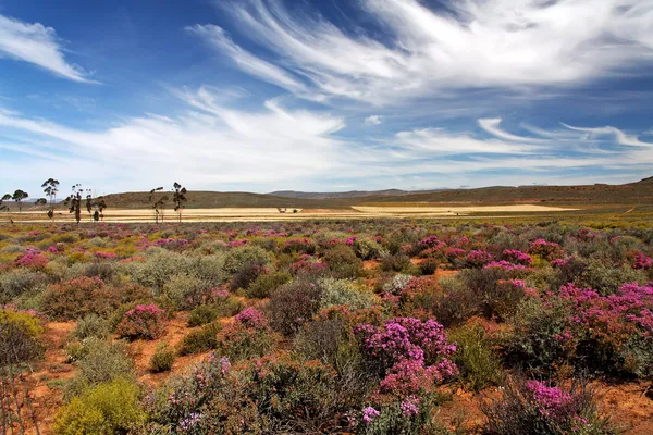 Landschap in Zuid-Afrika — Stockfoto