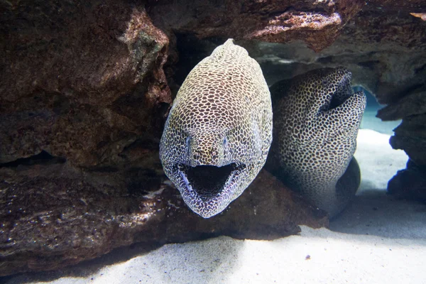 stock image Two moray eels in the sea