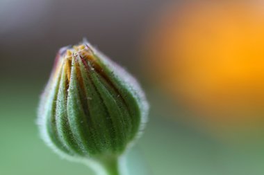 Yeşil bud kapalı