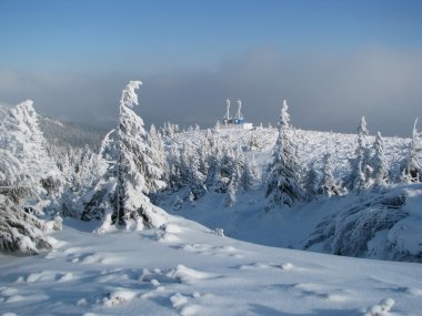 Firry timberline in the winter. clipart