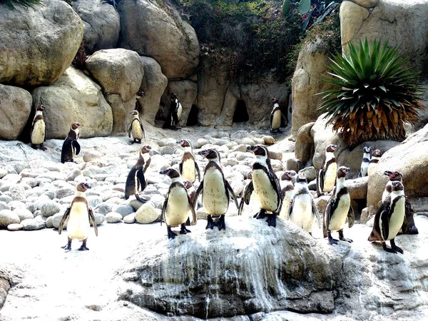 Penguenler