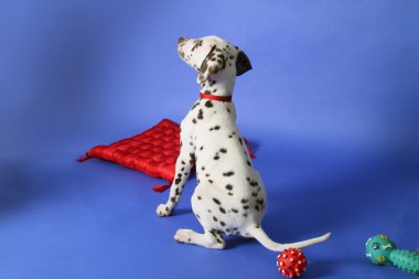 Dalmation