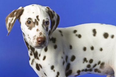 Dalmation clipart