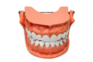 Teeth model clipart