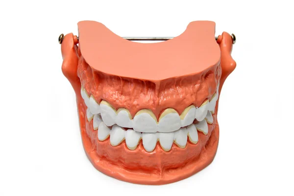 Modello dei denti — Foto Stock