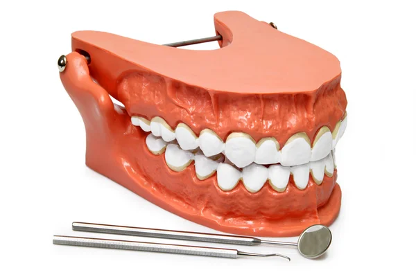 Hampaiden malli — kuvapankkivalokuva