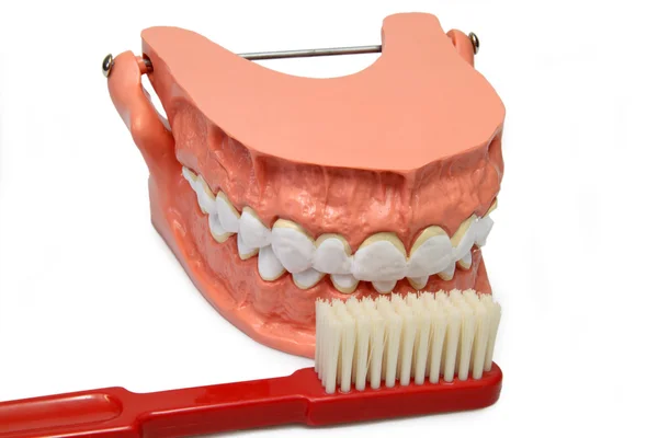 Modelu zębów — Zdjęcie stockowe