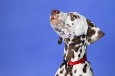 Dalmation clipart