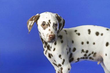 Dalmation