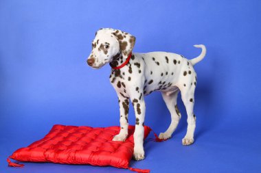 Dalmation clipart