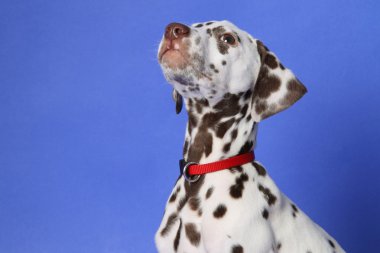 Dalmation