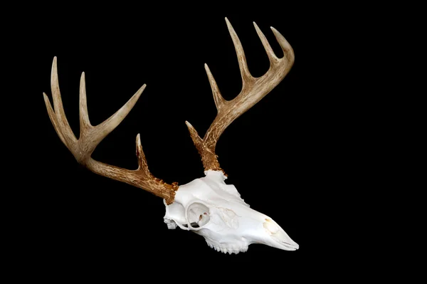 Whitetail 鹿の角の側面図 — ストック写真