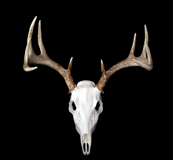 Side View of Whitetail Deer Antlers — Stock Photo © deepspacedave #3441325