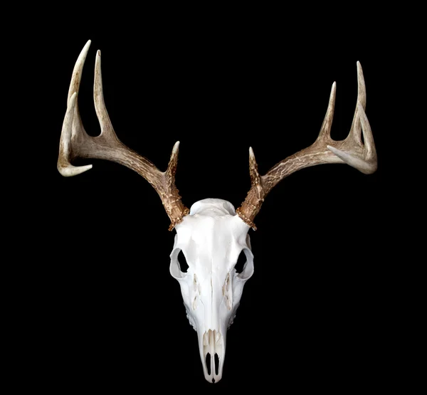 Whitetail 鹿の角の側面図 — ストック写真