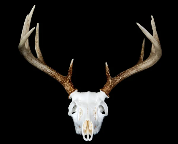 Vista laterale di Whitetail Deer Antlers — Foto Stock