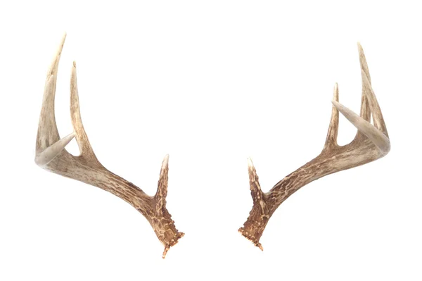 Vista lateral dos chifres de veado Whitetail — Fotografia de Stock