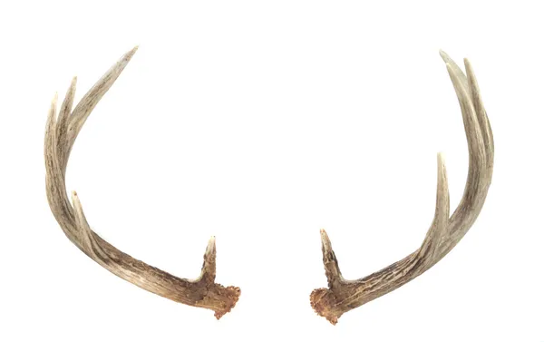 Vista lateral de las astas de ciervo de cola blanca — Foto de Stock