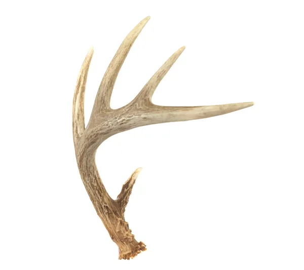Whitetail geyik boynuzları yan görünüm — Stok fotoğraf