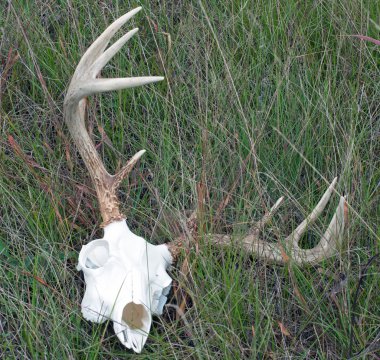 Whitetail Buck Skull and Rack clipart