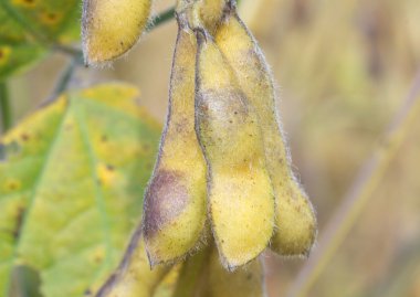 unripened soya fasulyesi