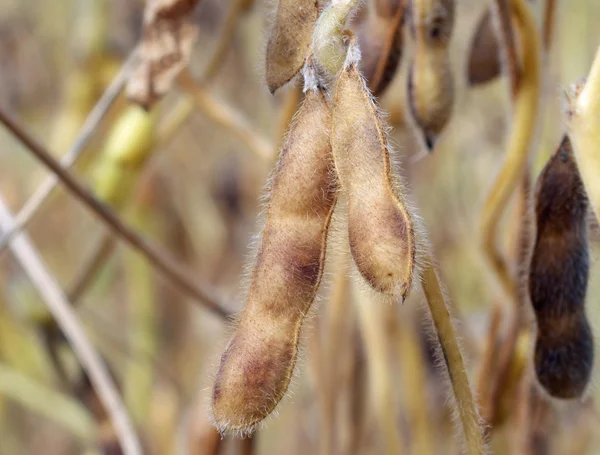 stock image Soybeans Ready for Harvest