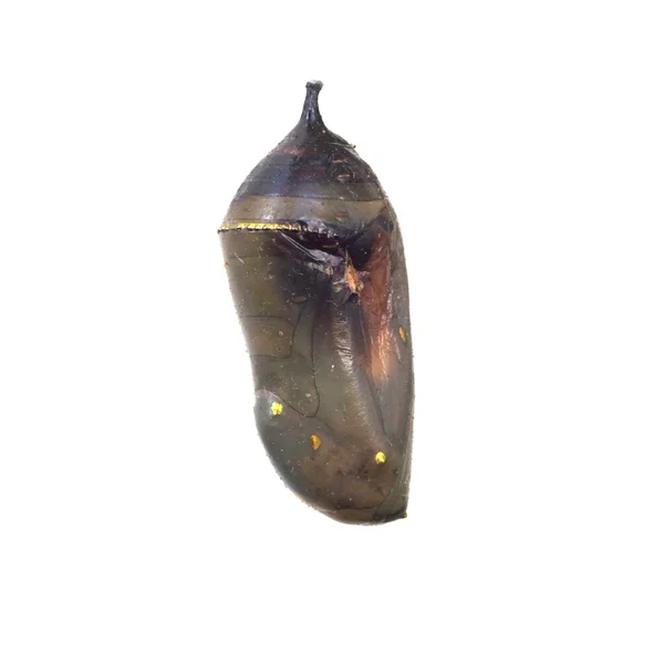 Муха-монарх (Danbleplexippus) Chrysalis — стоковое фото