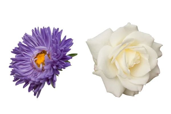 Rose ve aster çiçekler — Stok fotoğraf