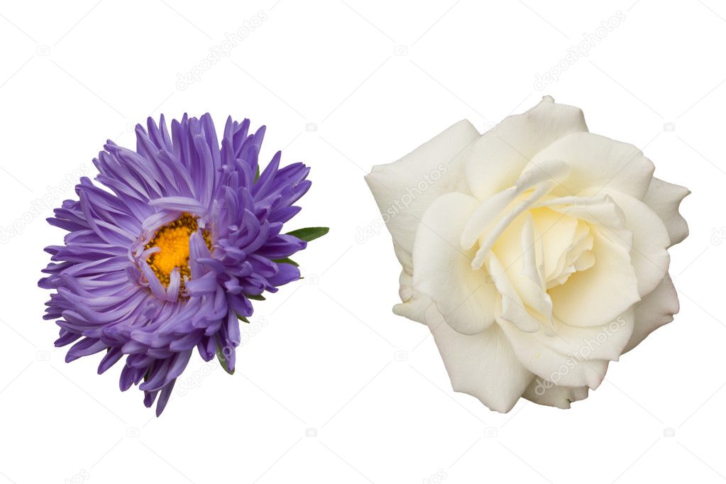 Rose and aster flowers