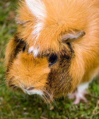 Guinea pig clipart